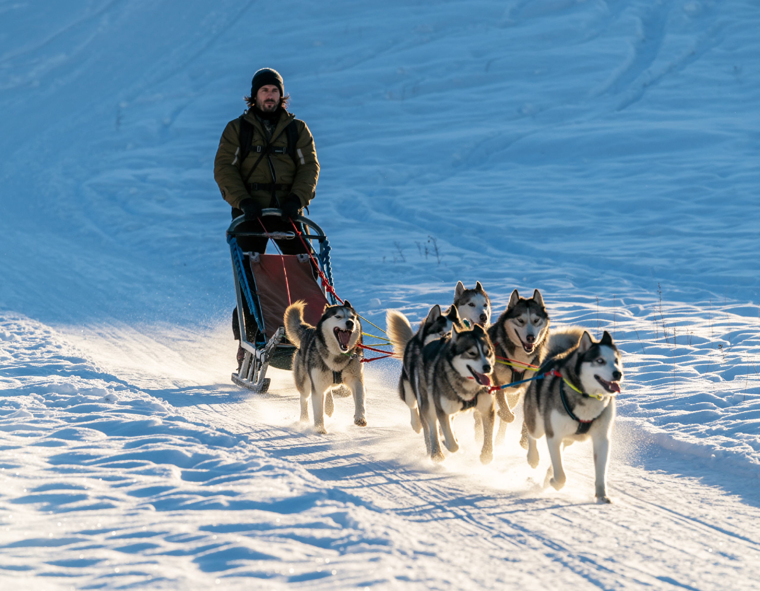 Hundeschlitten - Husky 2