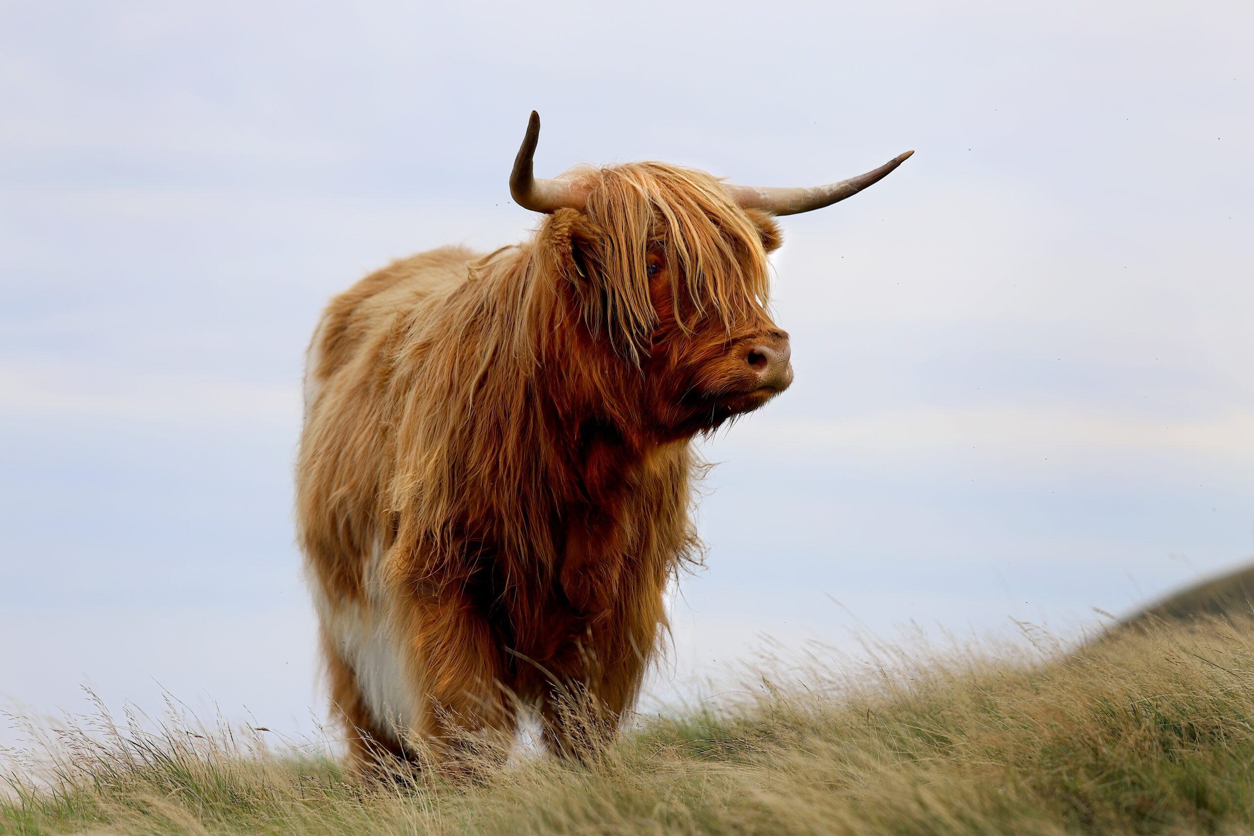Schottland - Hochlandrind